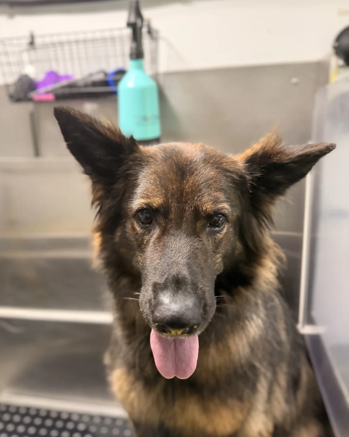 Long-haired shepherd after a bath and de-shed inside the grooming van