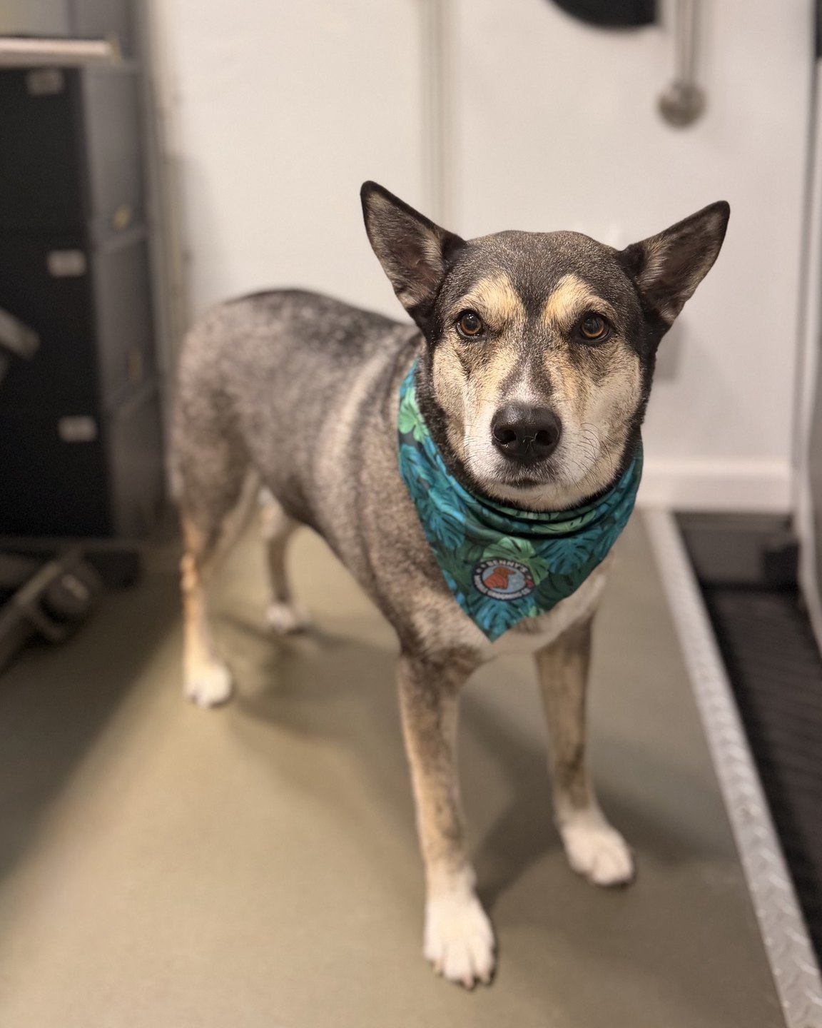 Shepherd-type dog after a bath and de-shed wearing a teal Benny's bandana