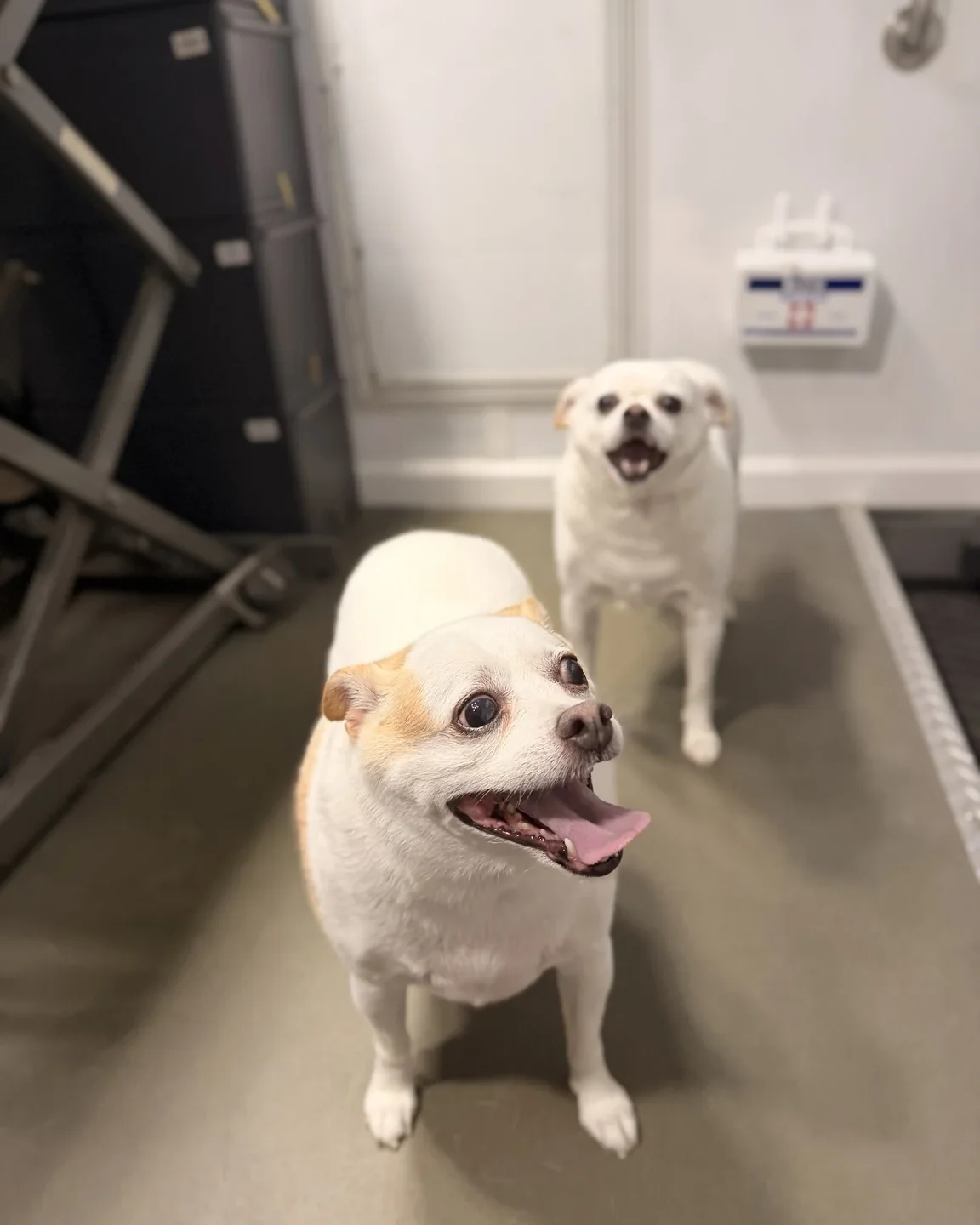 Two small white dogs after grooming inside the grooming van
