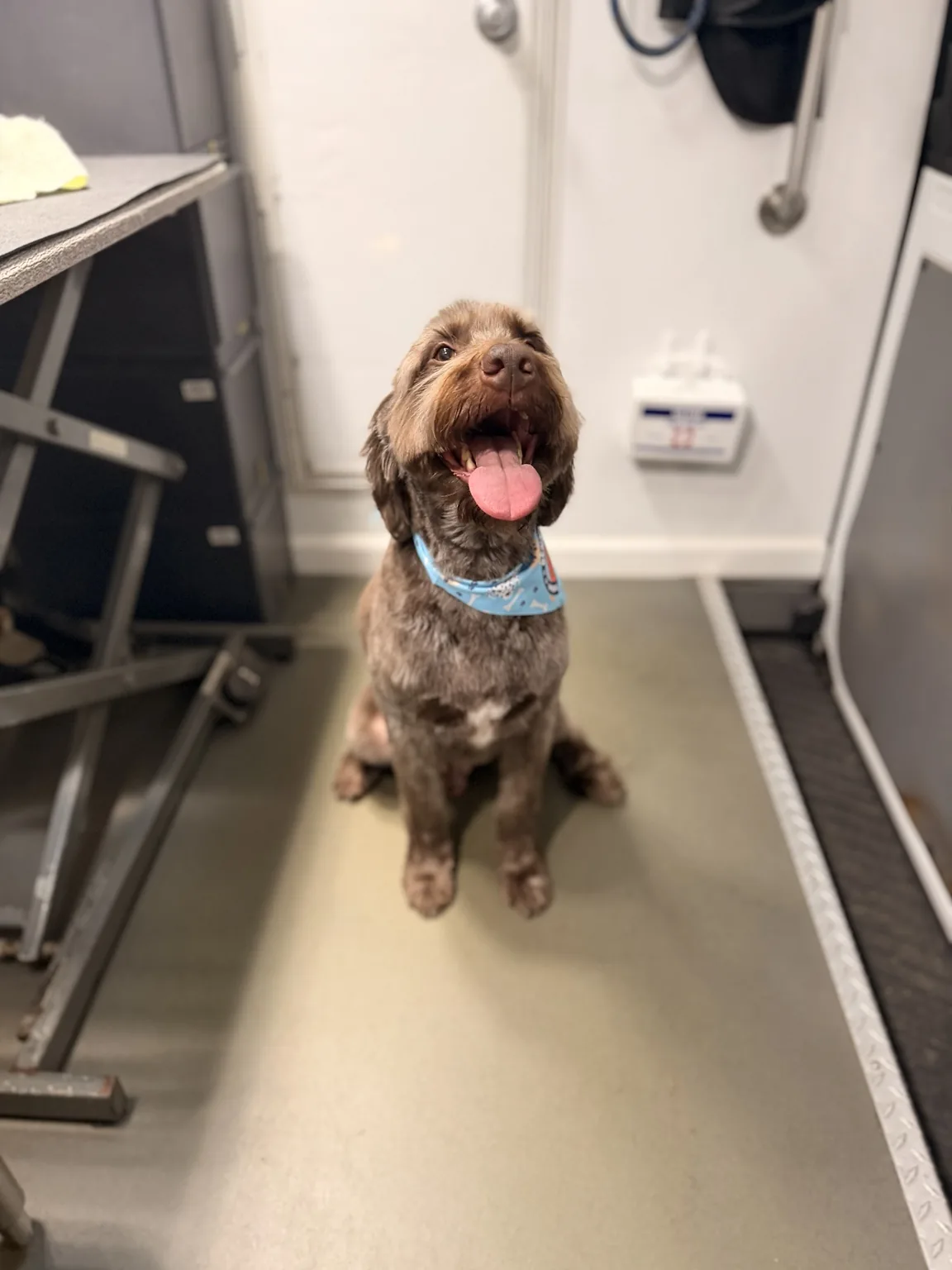 Freshly groomed brown curly-coated dog wearing a Benny's bandana