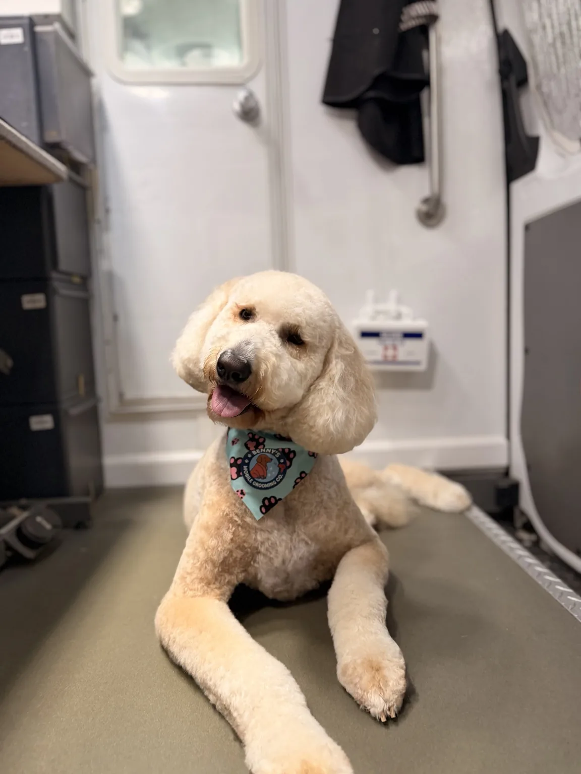 Freshly groomed cream-colored dog wearing a Benny's bandana