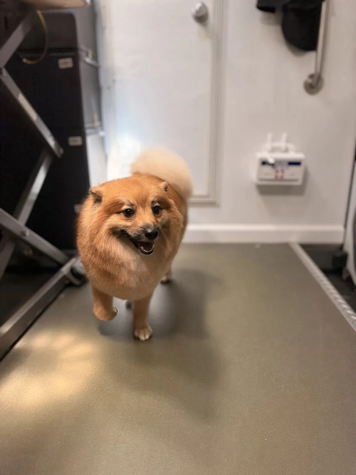 Freshly groomed Pomeranian standing inside the grooming van