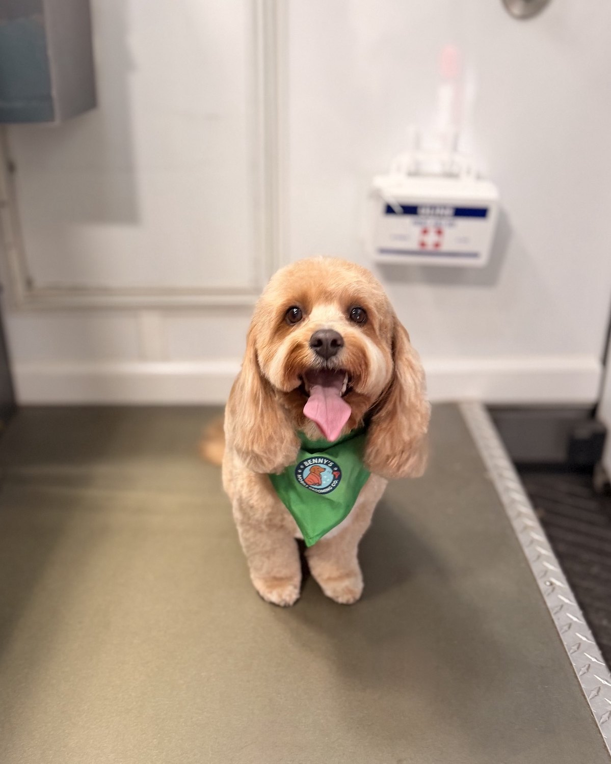 Freshly groomed spaniel-type dog wearing a green Benny's bandana
