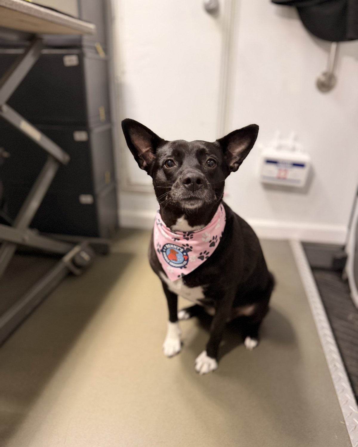 Freshly groomed black dog wearing a pink Benny's bandana