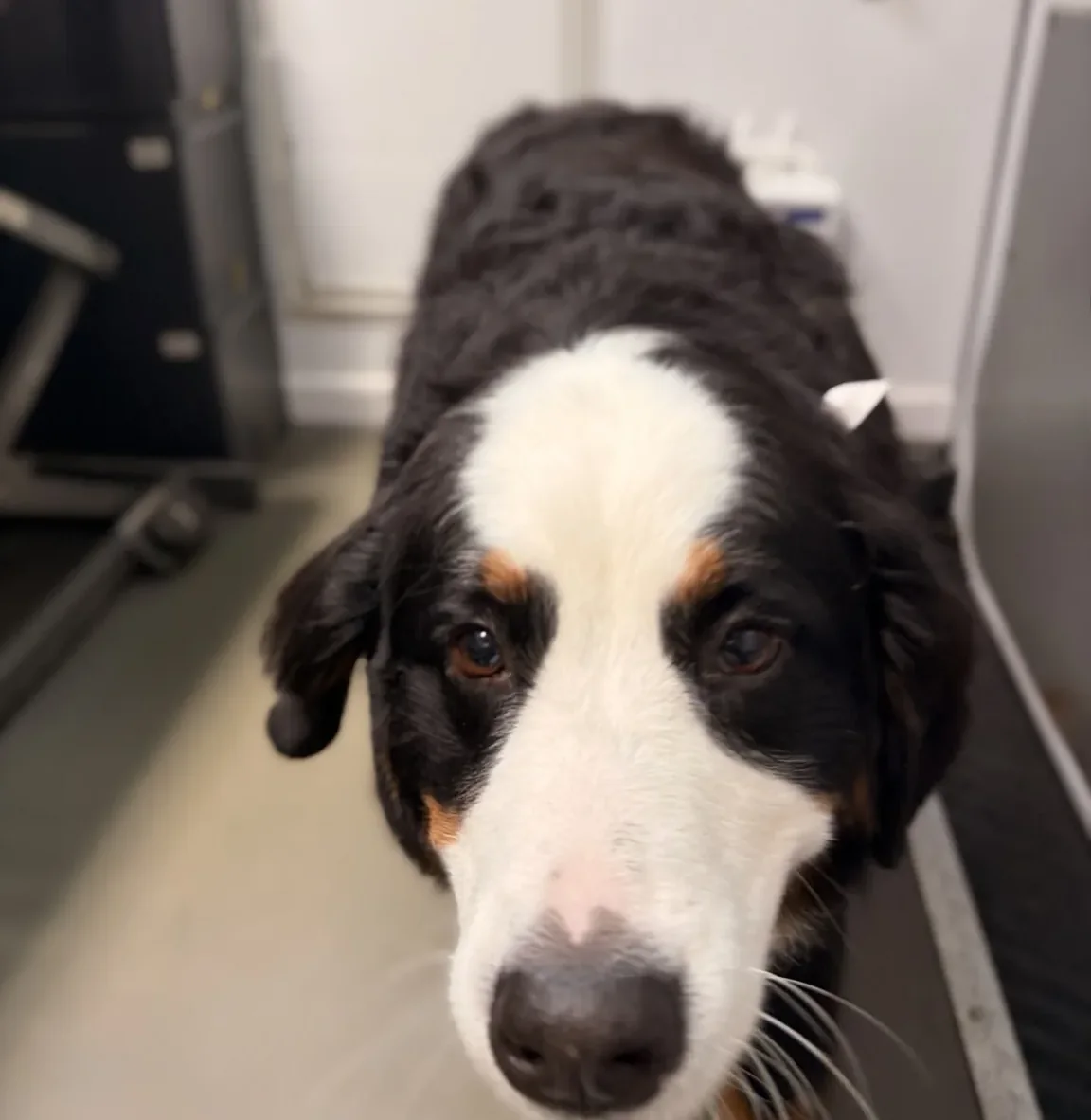 Bernese Mountain Dog looking into the camera inside the grooming van