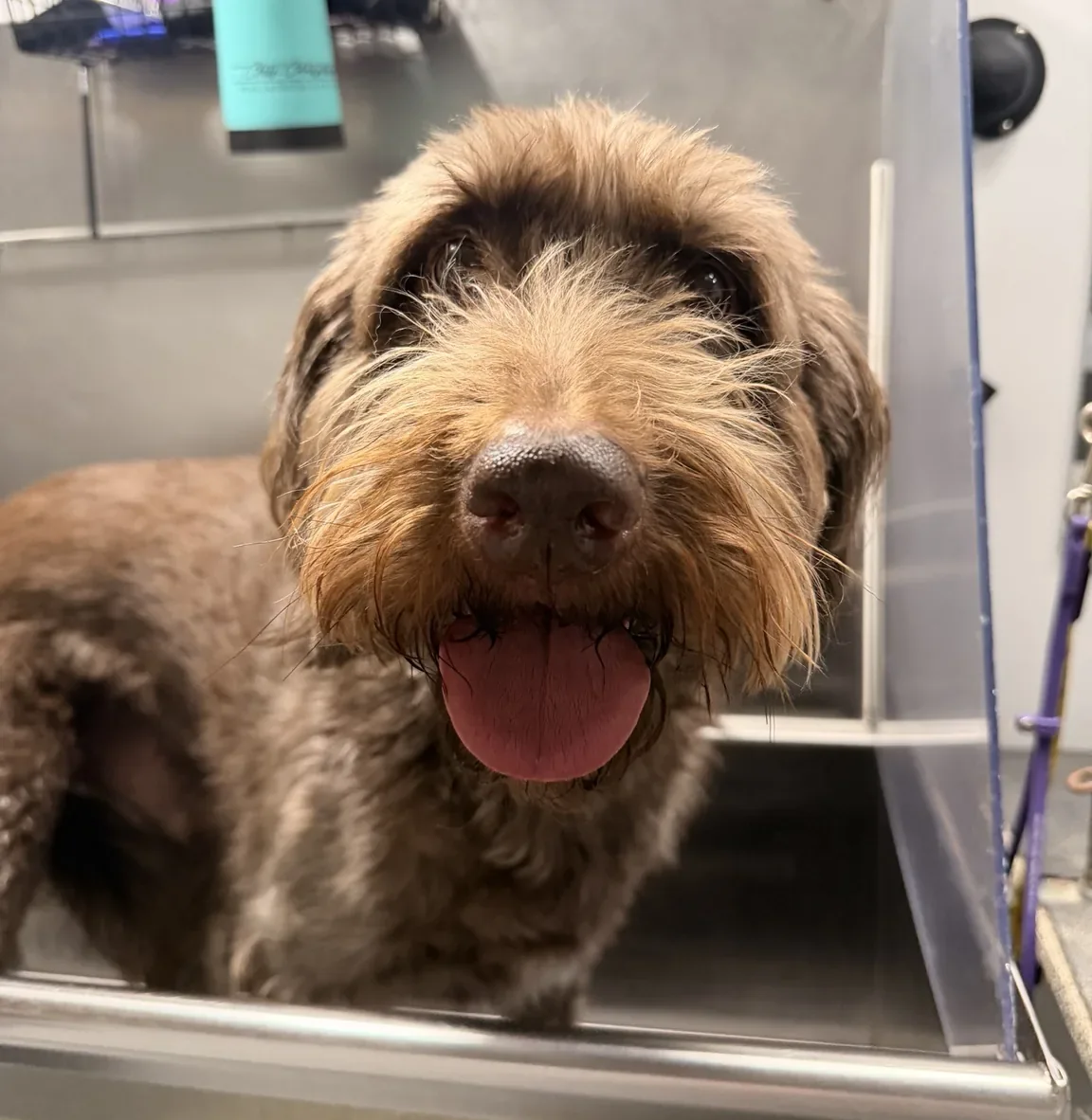 Happy brown curly-coated dog inside the grooming van