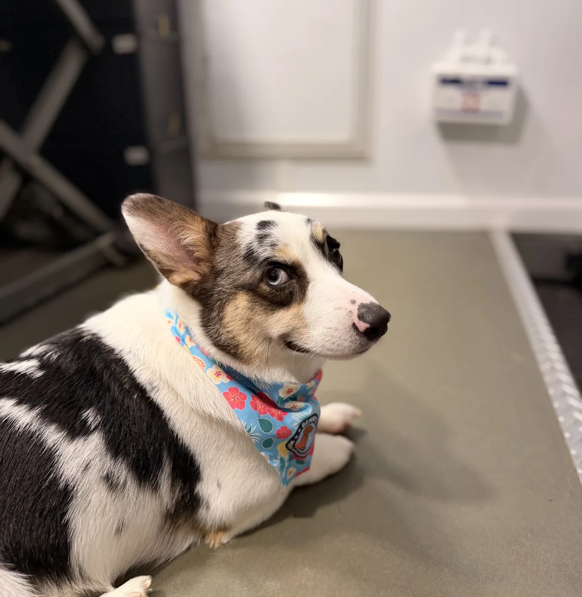 Corgi wearing a colorful Benny's bandana inside the grooming van