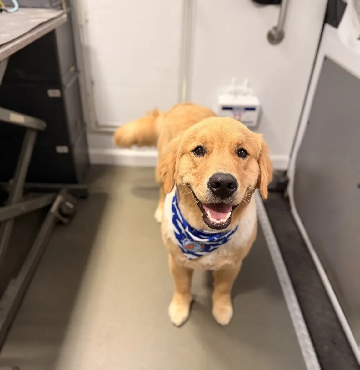 Smiling golden puppy wearing a blue Benny's bandana