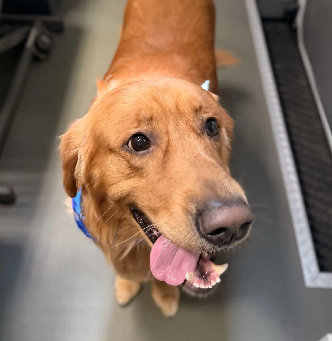 Happy golden retriever looking up inside the grooming van