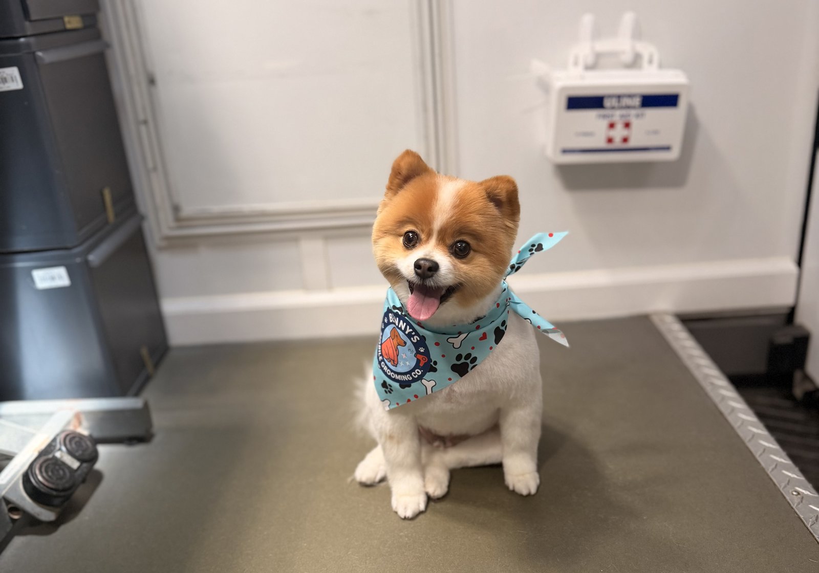 A freshly groomed Pomeranian wearing a Benny's bandana