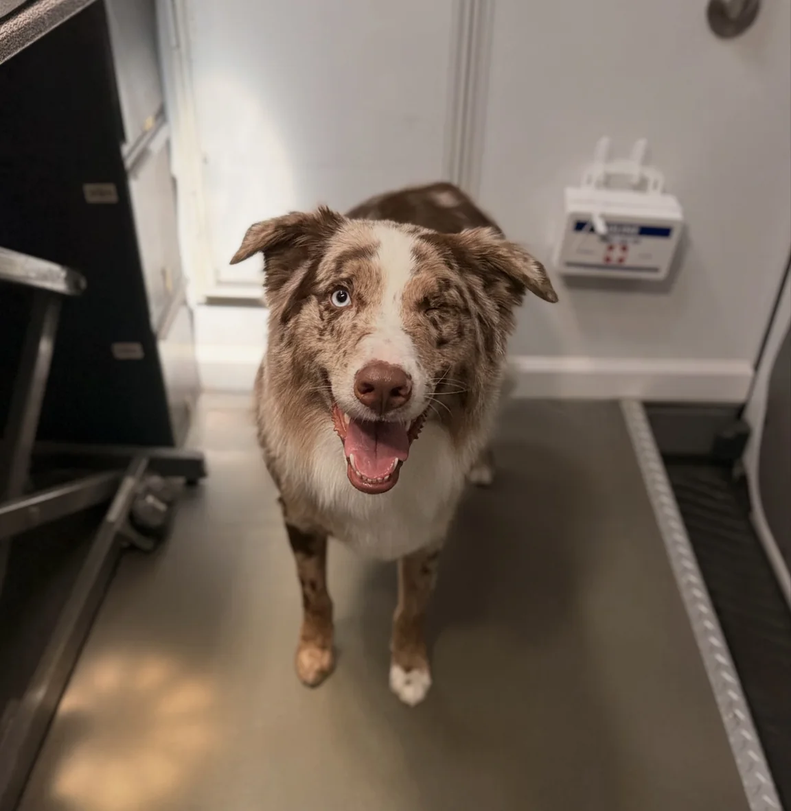 Smiling merle-coated dog inside the grooming van
