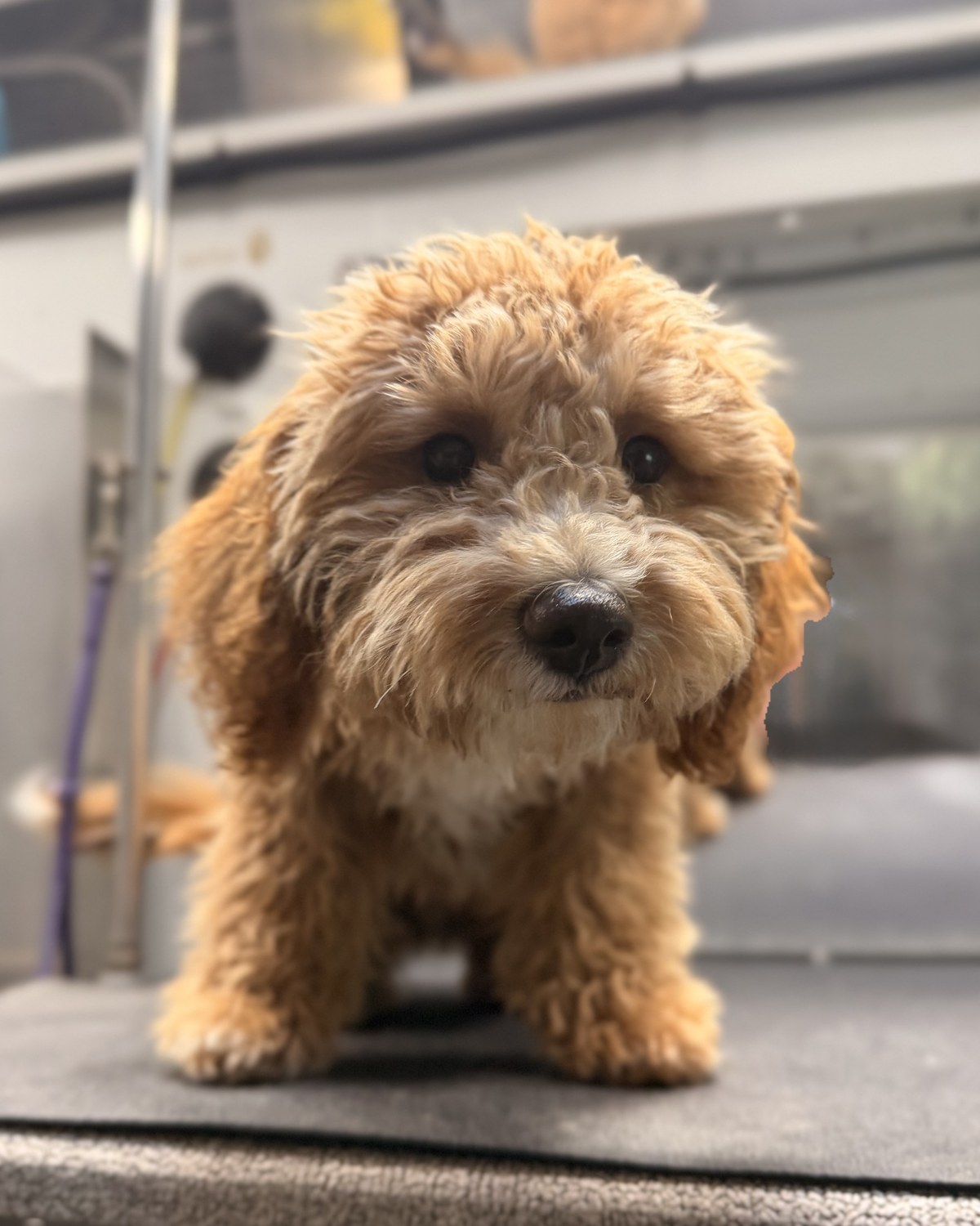 A young curly-coated puppy during a gentle grooming introduction